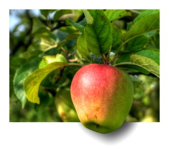 Fruit Apple Fruit Tree Natural Foods photo