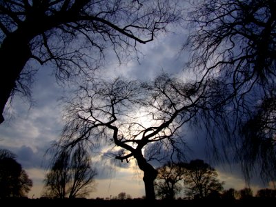 Sky Tree Branch Nature