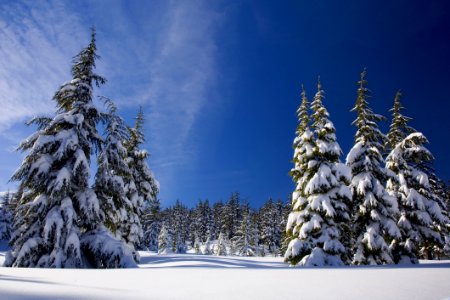 Winter Tree Sky Snow photo