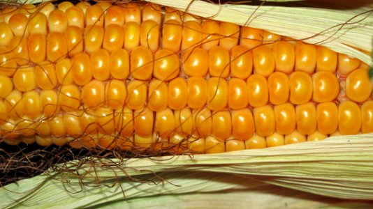 Corn Kernels Maize Corn On The Cob Sweet Corn photo