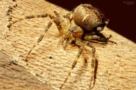 Spider Arachnid Insect Invertebrate
