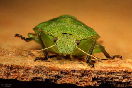 Insect Fauna Invertebrate Macro Photography