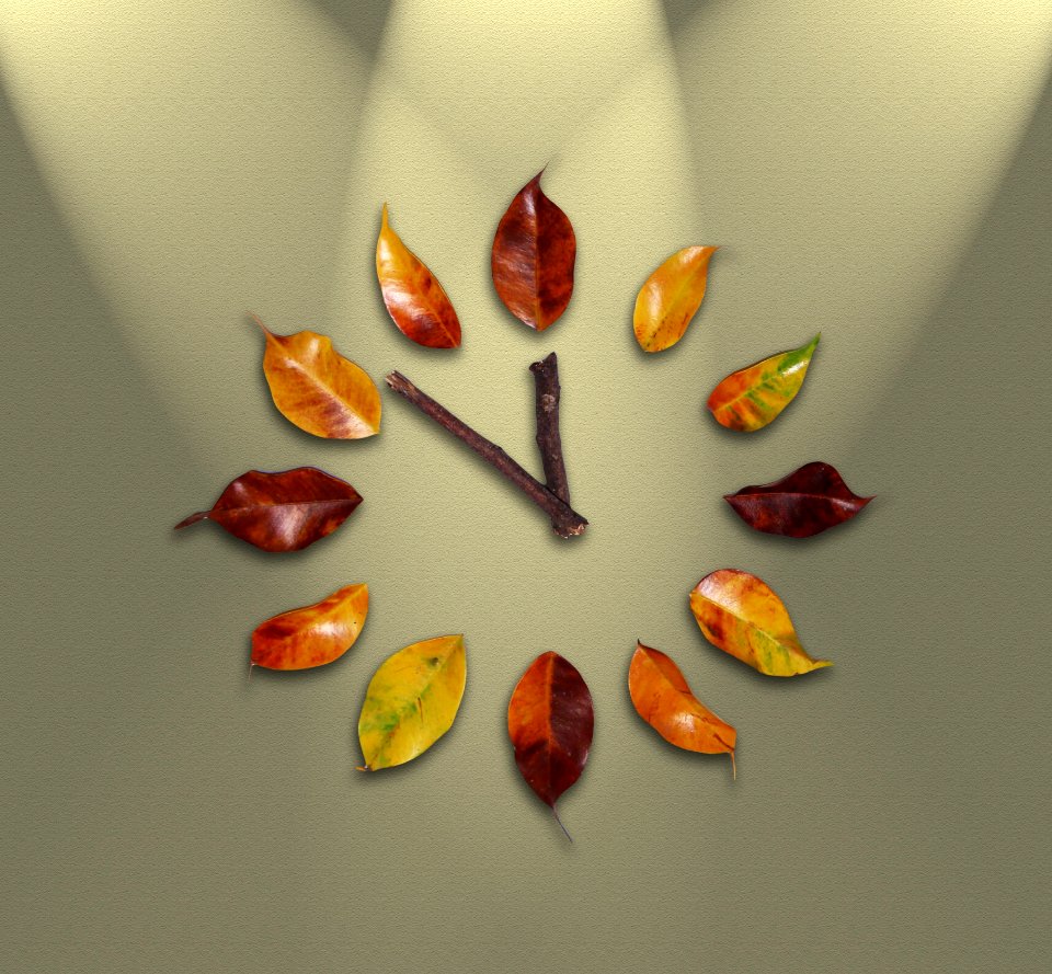 Leaf Petal Flora Still Life Photography