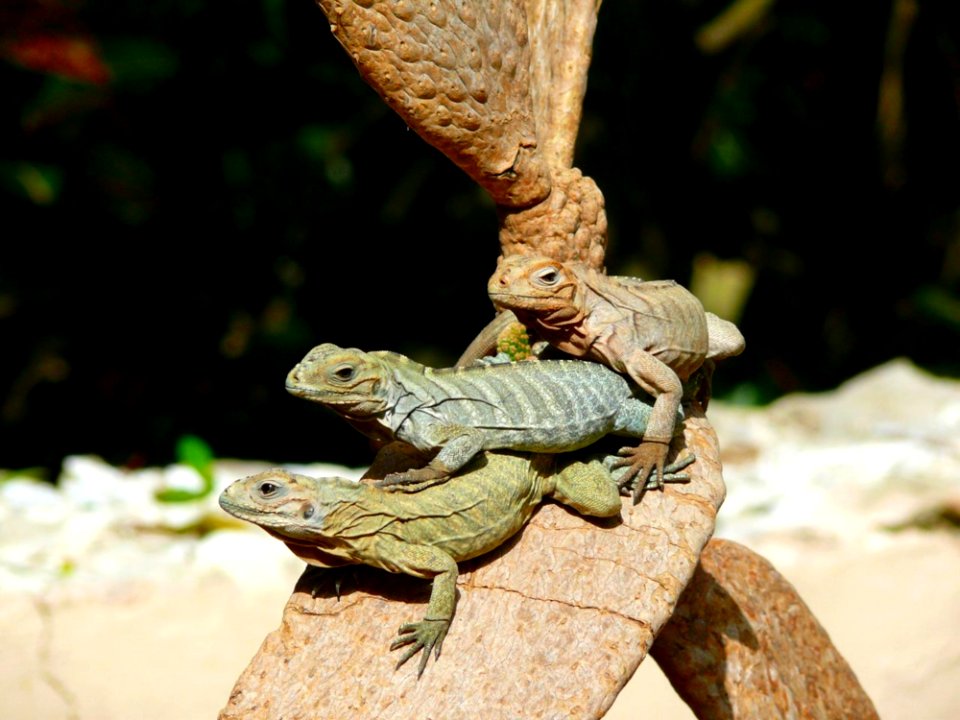 Reptile Fauna Scaled Reptile Lizard