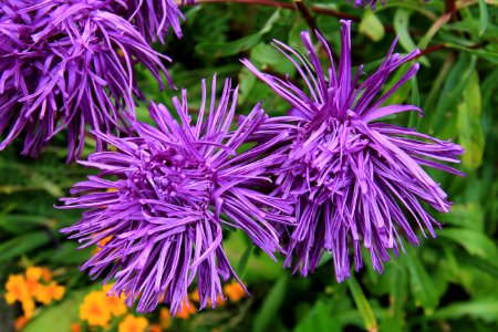 Flower Plant Purple Flora