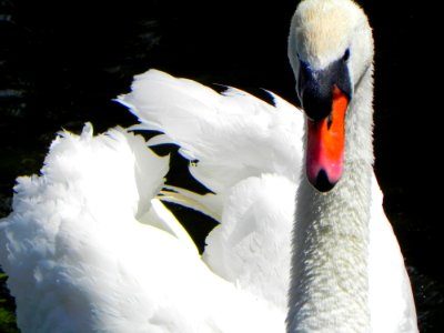 Bird Swan Water Water Bird