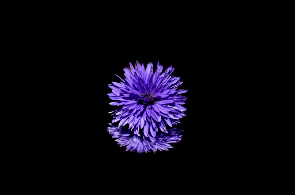 Flower Violet Purple Close Up