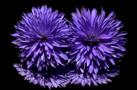 Flower Purple Violet Aster photo