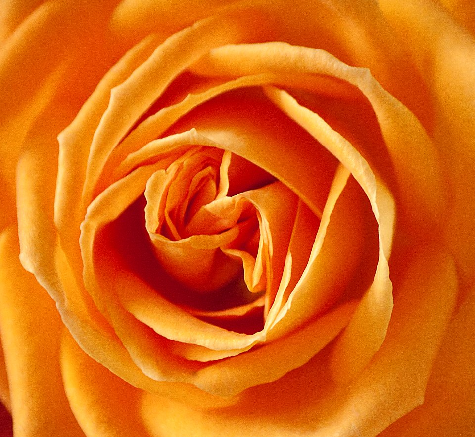 Flower Orange Rose Yellow