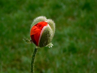 Flower Bud Plant Poppy
