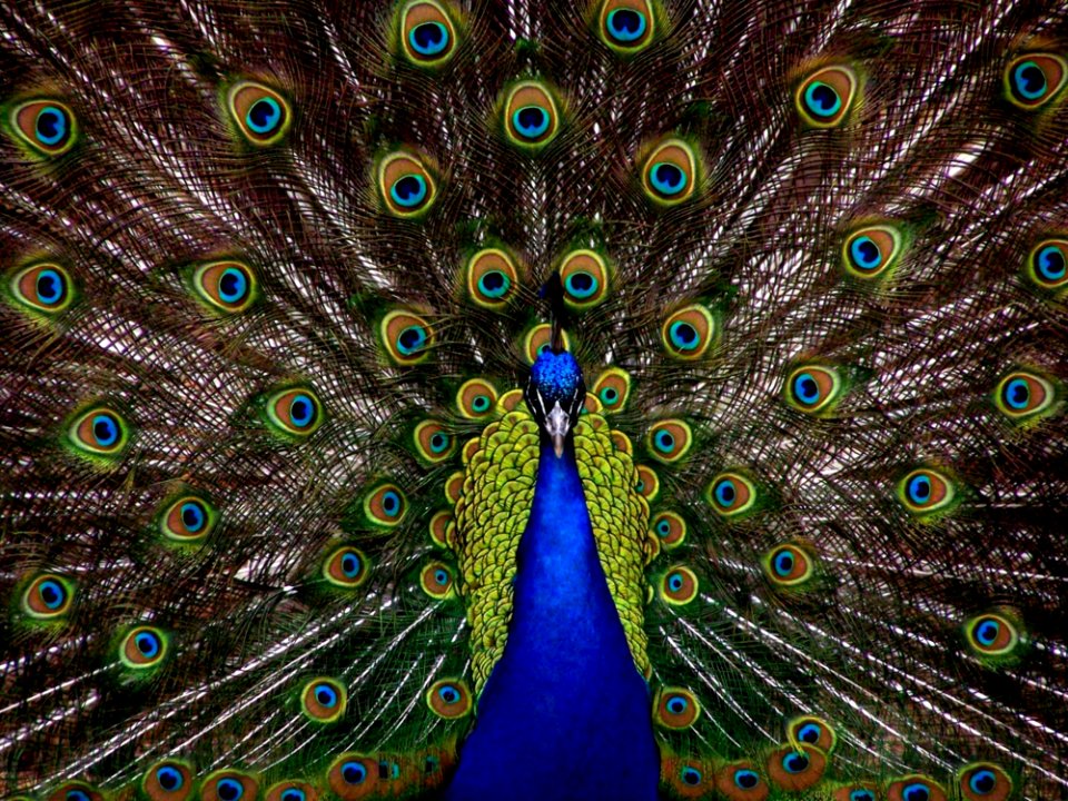 Peafowl Vertebrate Feather Galliformes