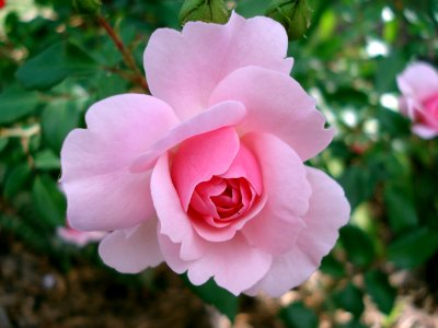 Flower Rose Rose Family Pink