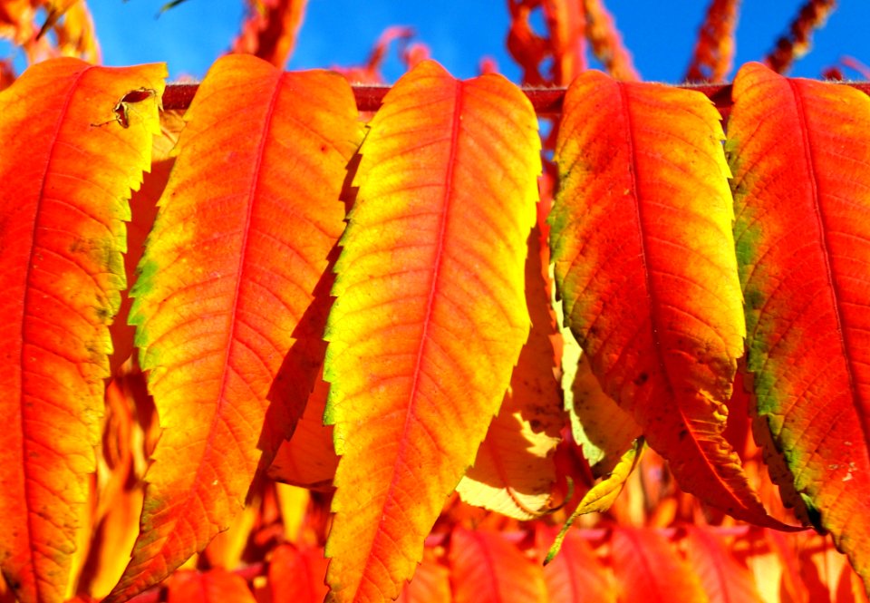 Leaf Orange Autumn Vegetarian Food