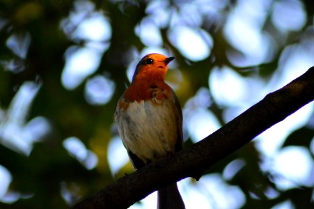 Bird Beak Branch Fauna
