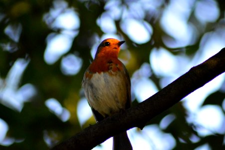 Bird Beak Branch Fauna photo