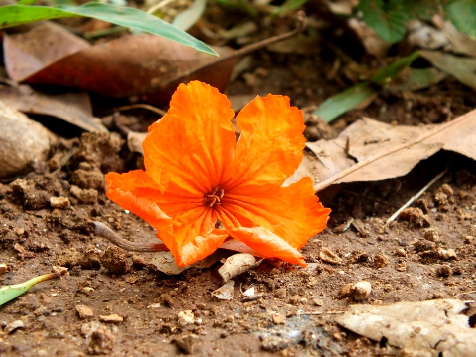 Flower Leaf Flora Plant