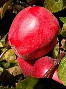 Fruit Apple Local Food Peach