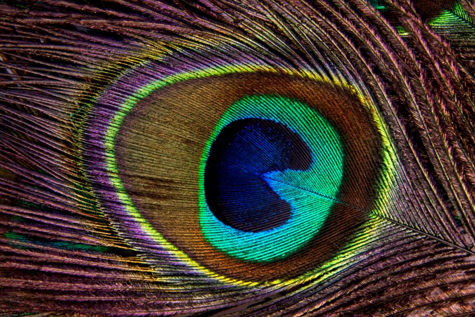 Feather Close Up Peafowl Material