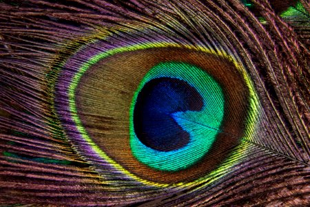 Feather Close Up Peafowl Material photo