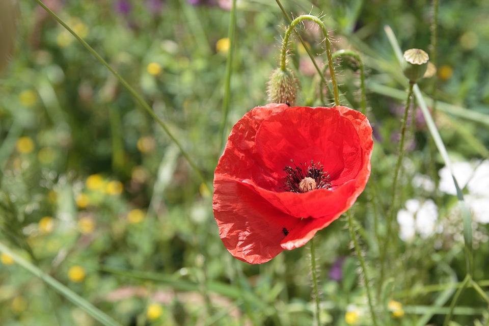 Nature flower red