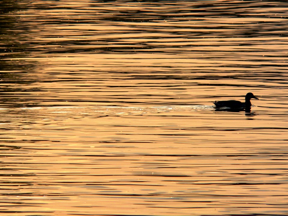 Water Reflection Sky Water Bird