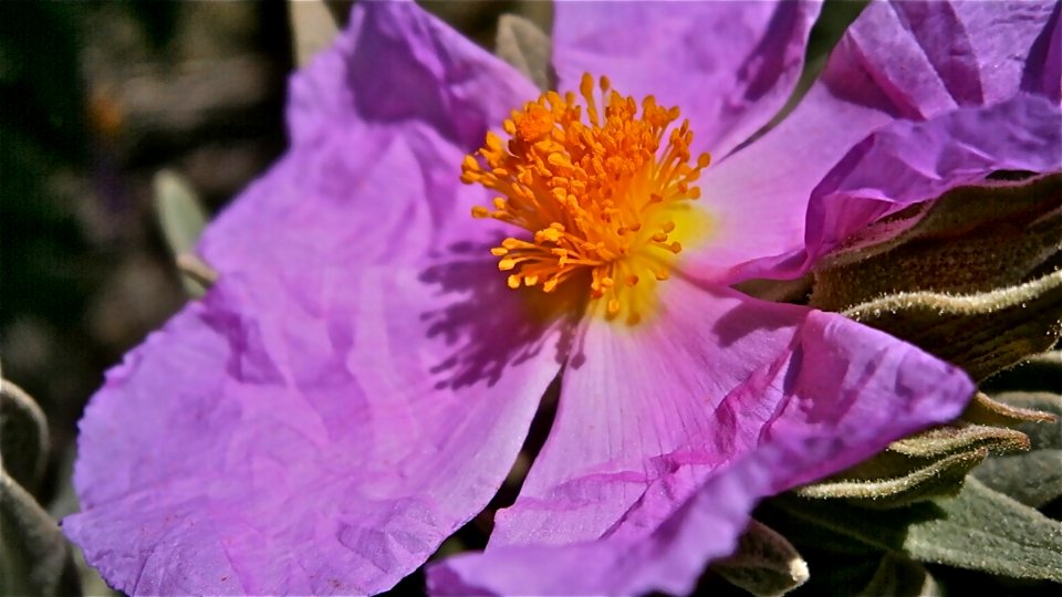 Flower Pink Purple Flora photo