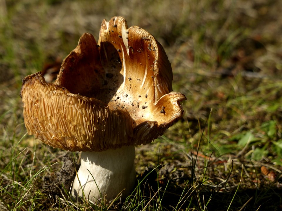 Mushroom Fungus Edible Mushroom Penny Bun