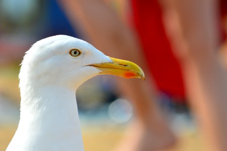 Beak Bird Seabird Gull photo