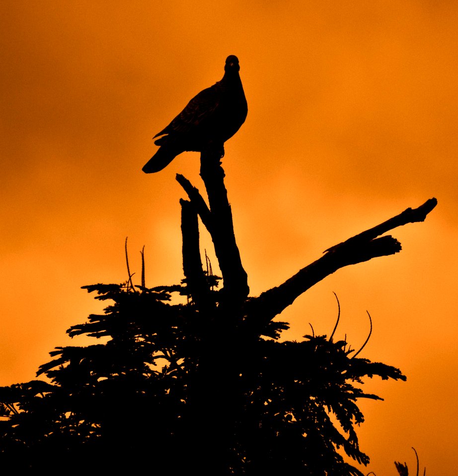 Sky Bird Silhouette Fauna
