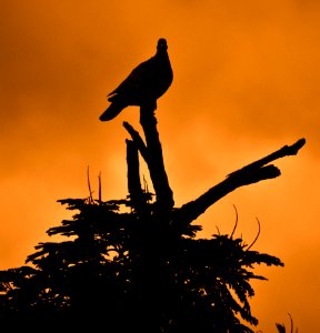 Sky Bird Silhouette Fauna