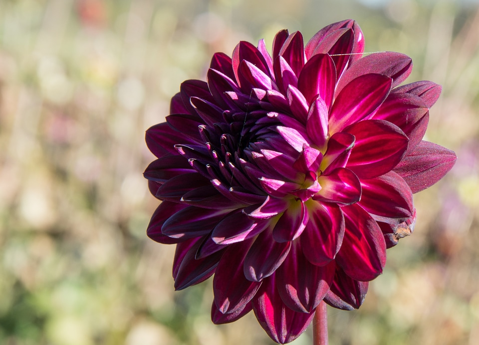 Plant composites flower garden