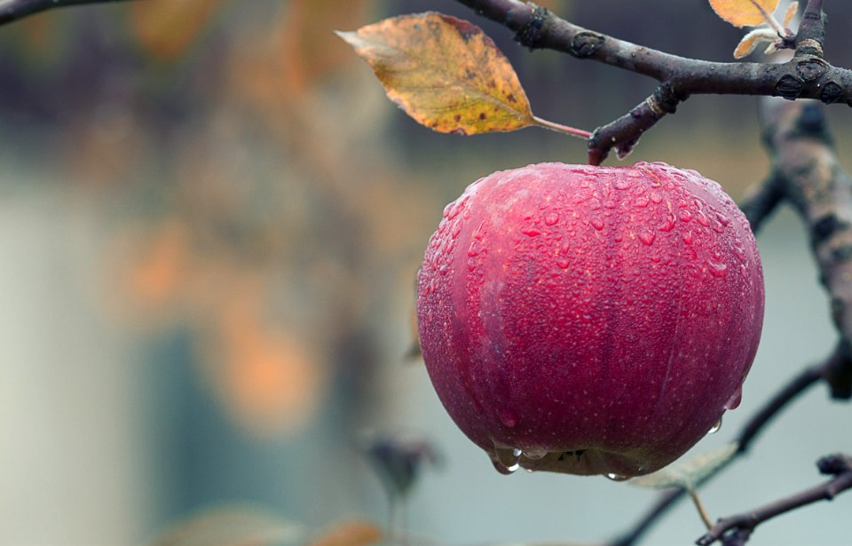 Close-up Of Fruits Hanging On Tree photo