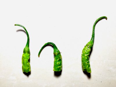 Green Chilli