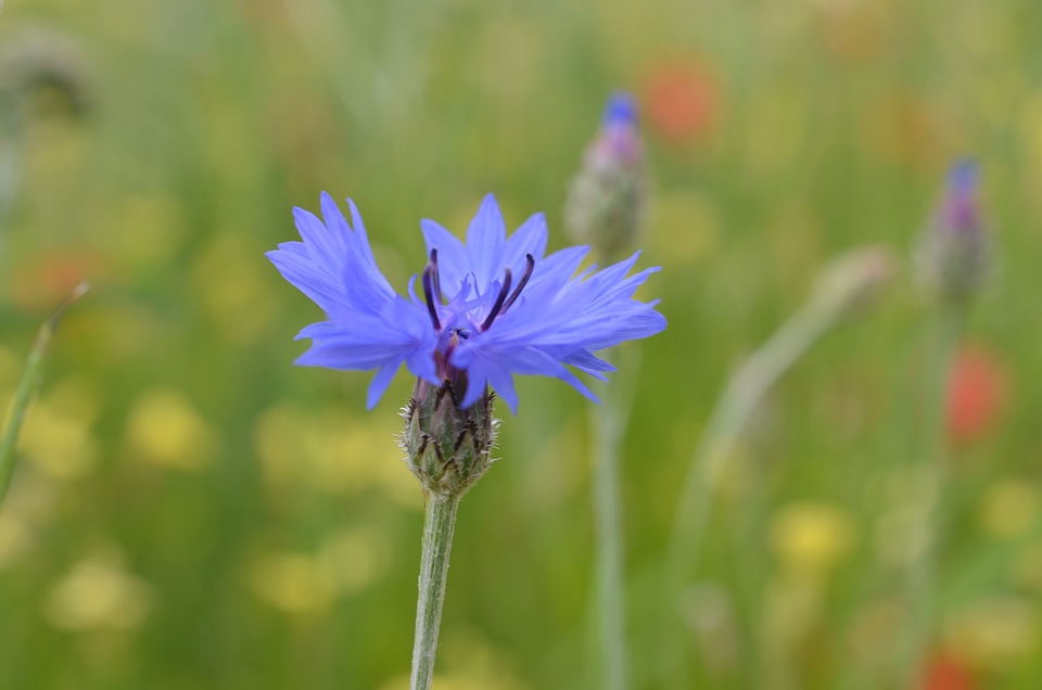 Summer spring meadow wild flowers