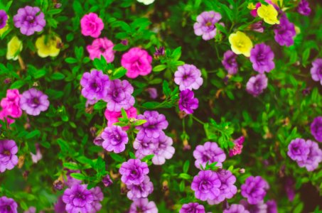 Purple Flowers In Sunny Garden photo