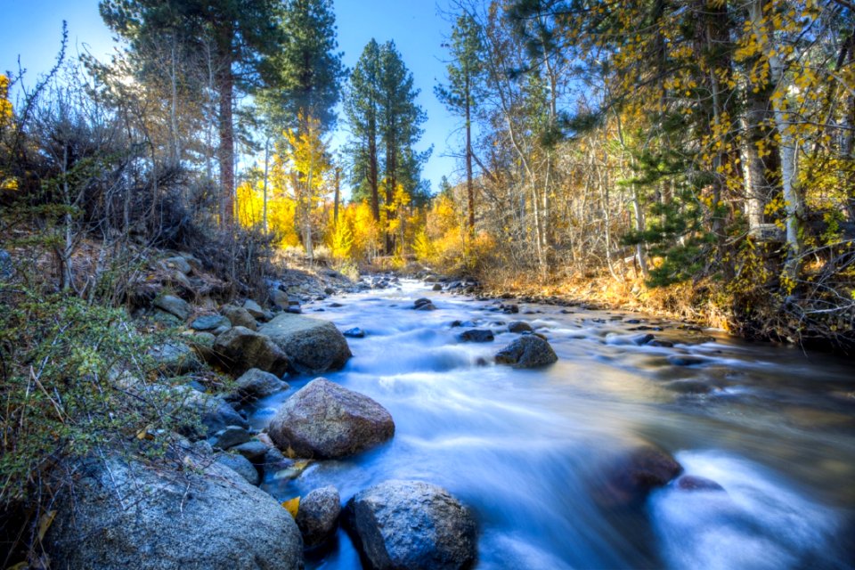 Scenic View Of Trees In Forest photo