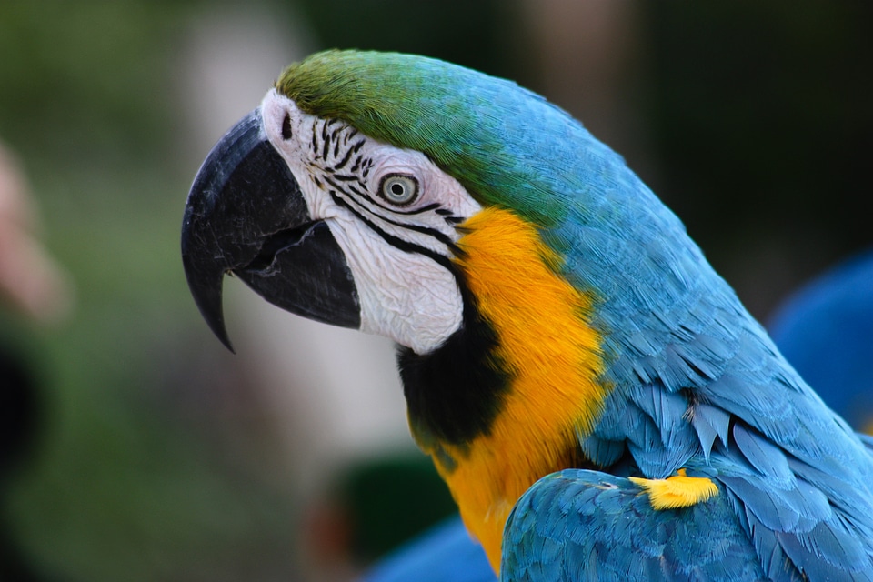 Birds plumage ara erythrocephala