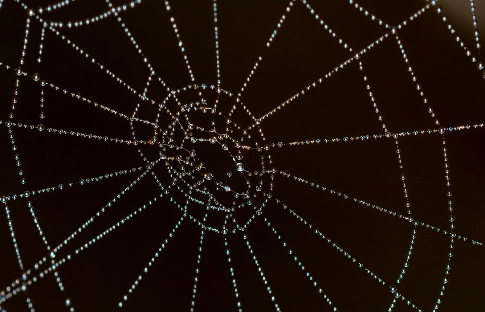 Spiderweb With Dewdrops