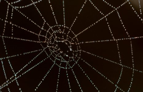 Spiderweb With Dewdrops