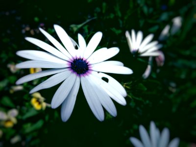 White Asters photo