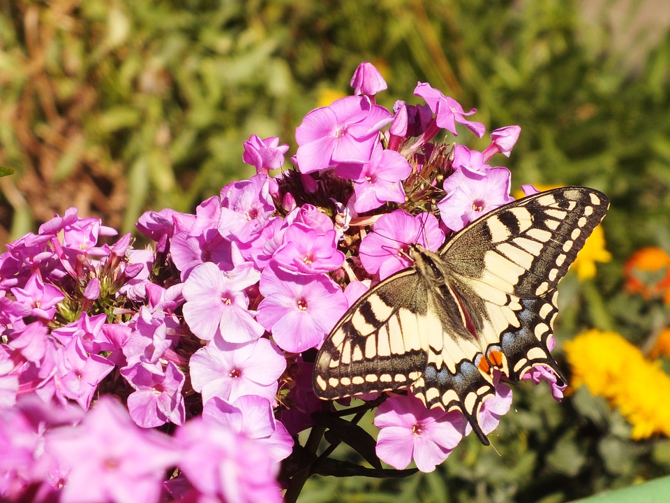Macro summer pink