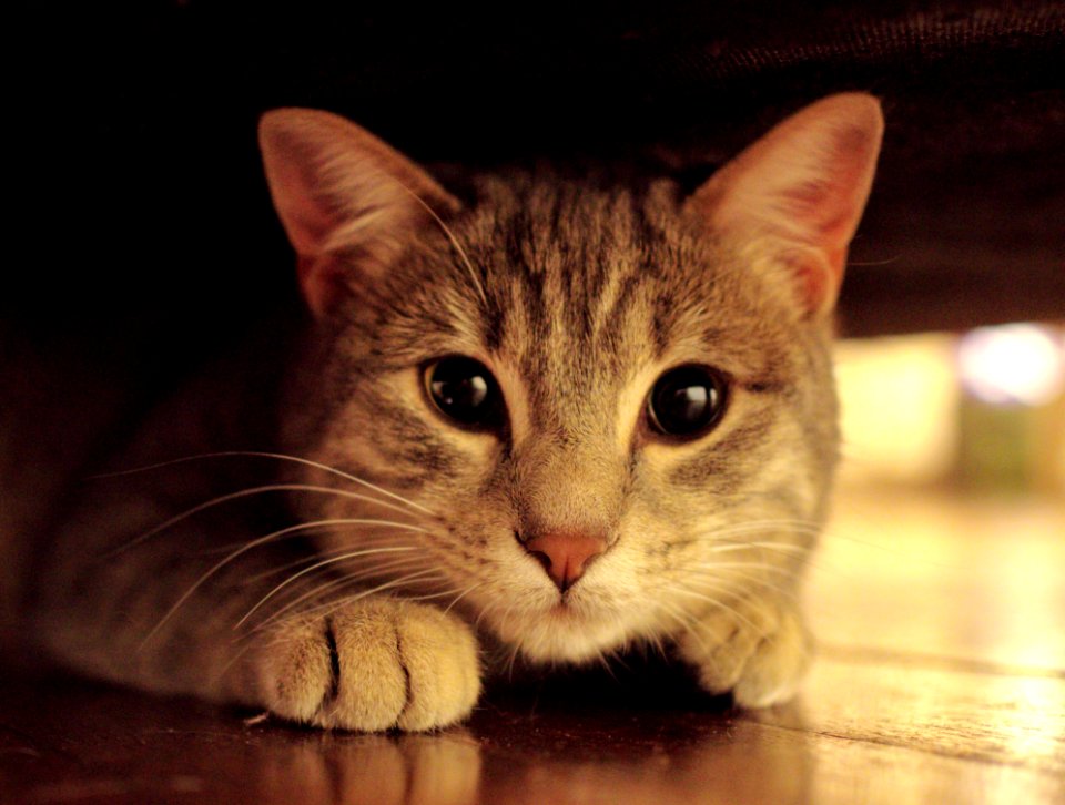 Curious Ginger Cat