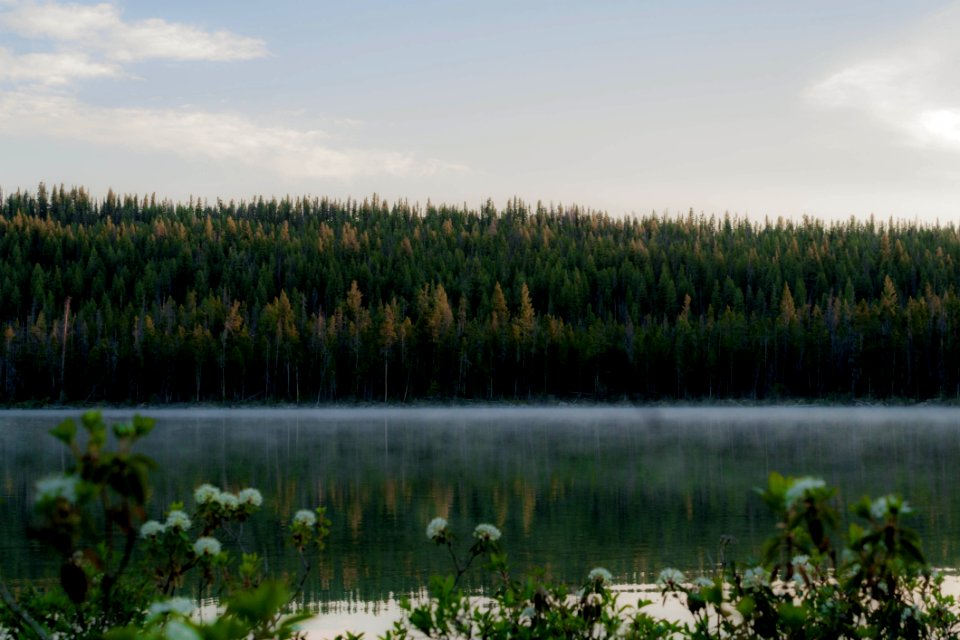 Forest On Banks Of Misty Lake