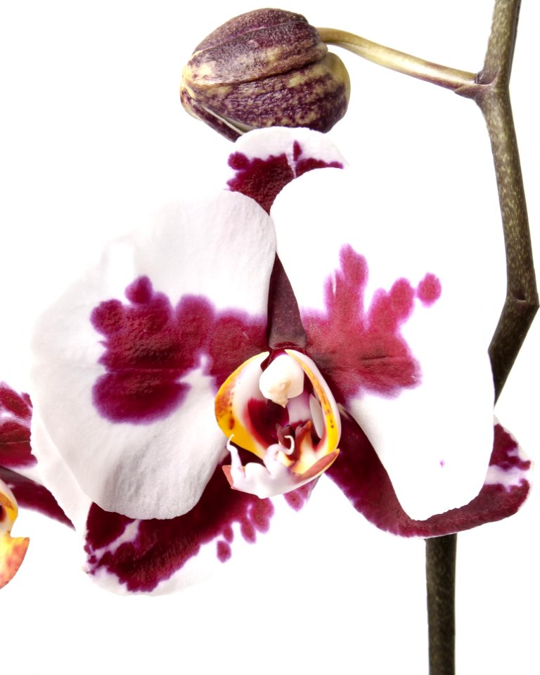 Close-up Of Orchids