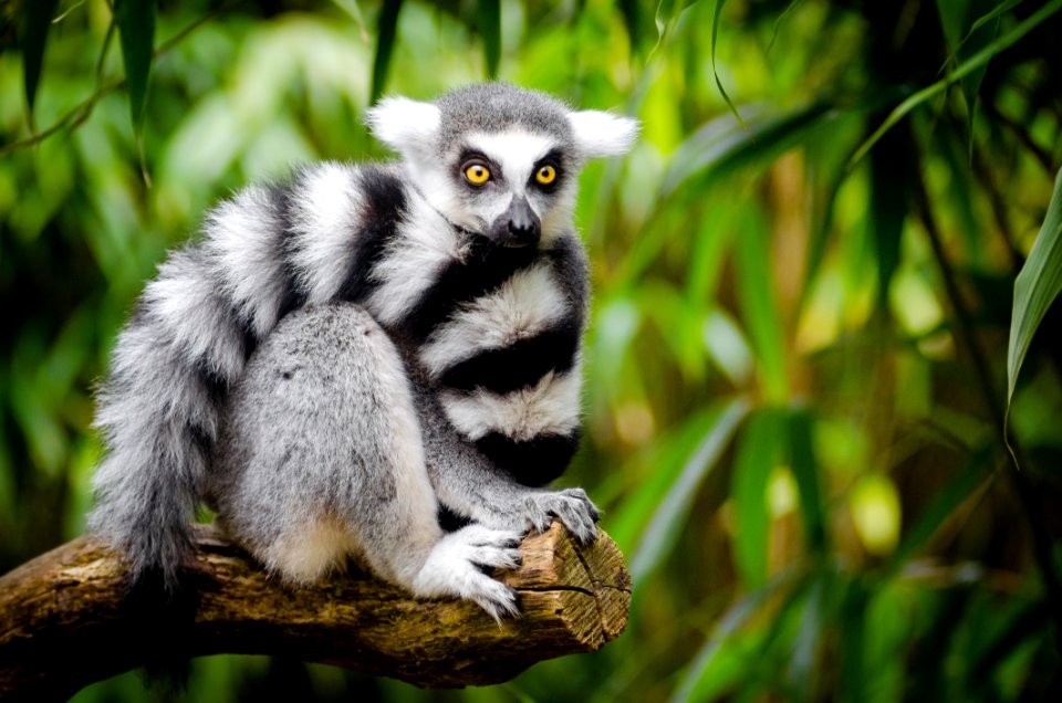 White And Black Animal Sitting On A Branch