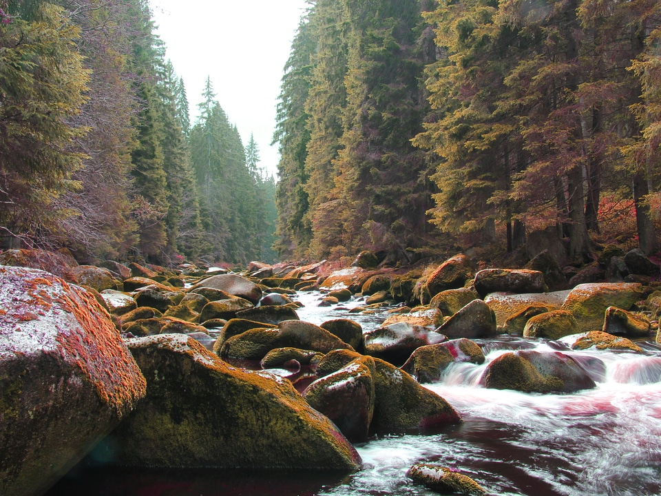 Nature south bohemia surface