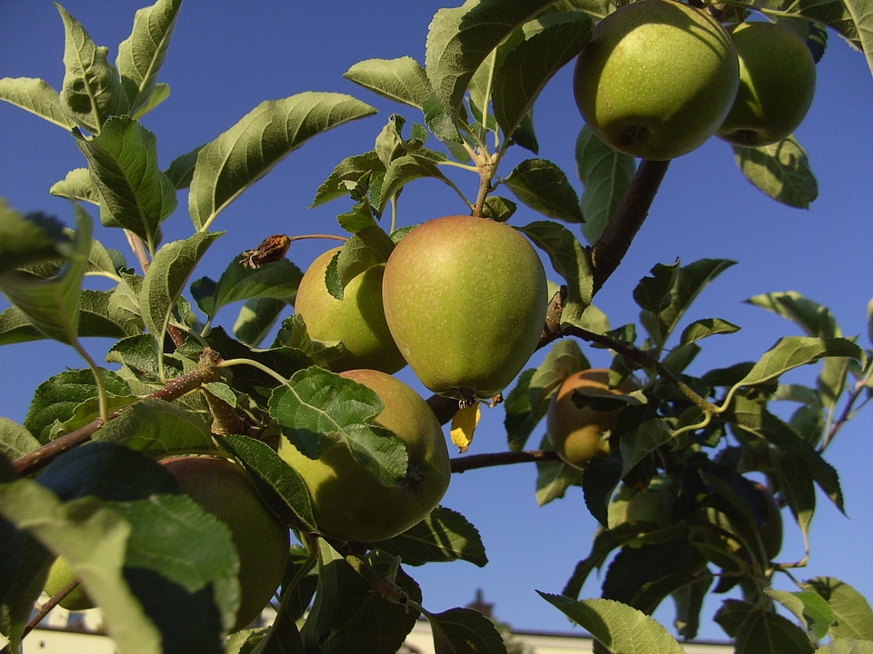 Apple tree kernobstgewaechs green apple