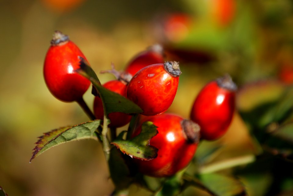 Red Oval Fruits In Macro Lens
