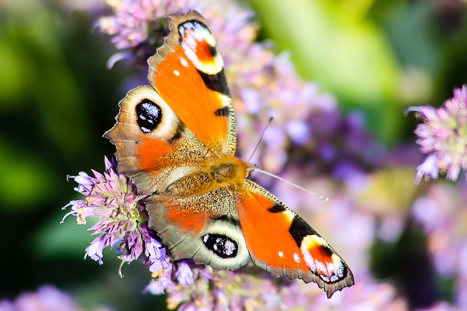 Colorful insect peacock