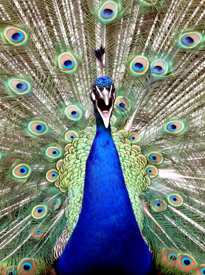 Peacock With Spread Feathers